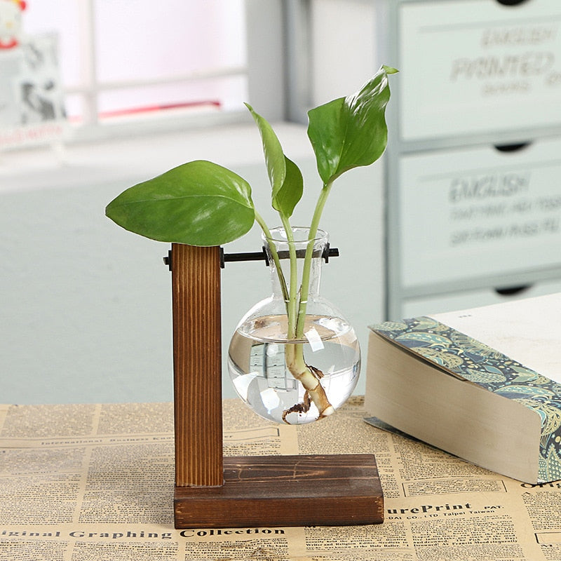hydroponic transparent plant vases