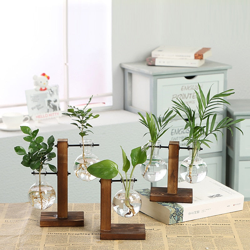 hydroponic transparent plant vases