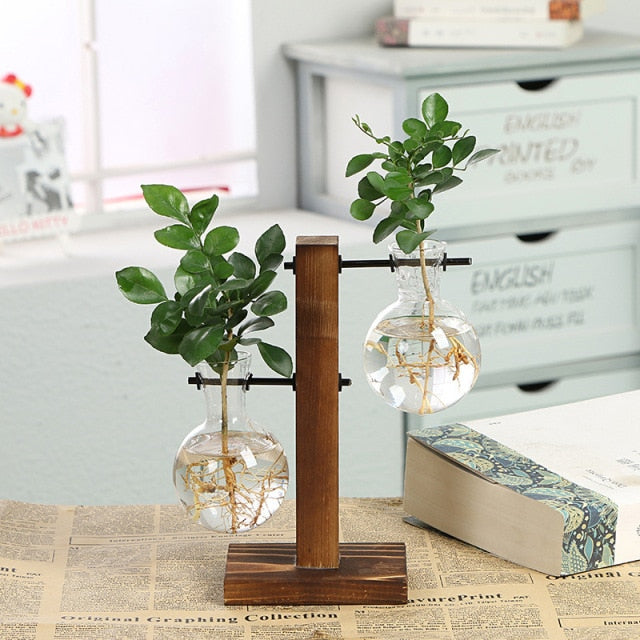 hydroponic transparent plant vases